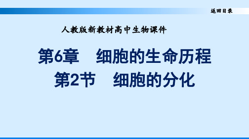 人教版新教材高中生物必修一优质课件第6章 细胞的生命历程第2节 细胞的分化