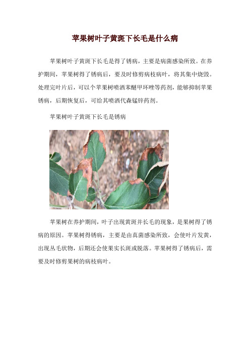 苹果树叶子黄斑下长毛是什么病