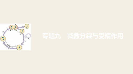 2018届高考生物二轮复习浙江专用课件:专题九减数分裂与受精作用