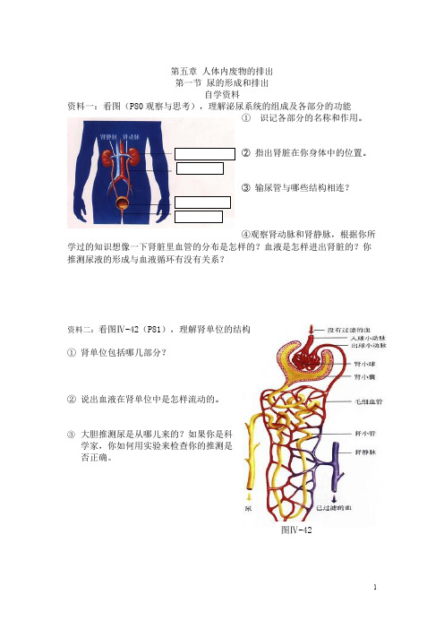 初中生物《尿的形成和排出》导学案