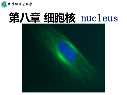 第八章 细胞核