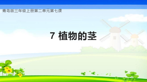 2.7植物的茎(教学课件)-三年级科学上册同步精品课堂(青岛版)