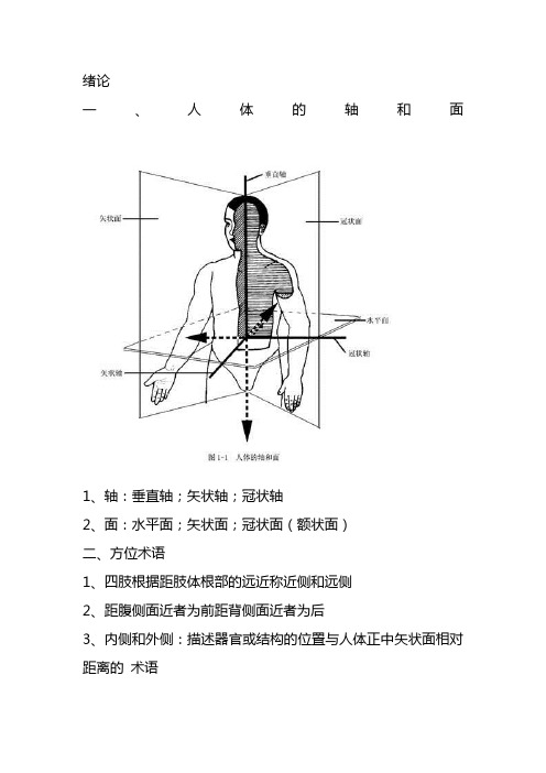 系统解剖学绪论及第一章(图)