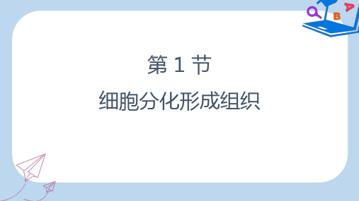 2019-2020年七年级生物上册 2.4.1《细胞分化形成组织》课件2  新人教版