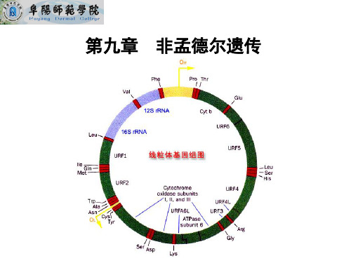 9非孟德尔遗传