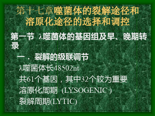 [精选]第十七章噬菌体的裂解途径和溶原化途径的选择和调控--资料