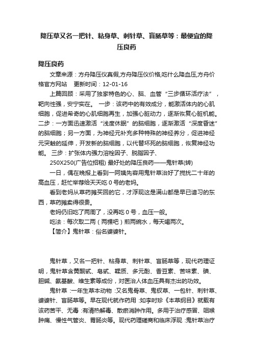 降压草又名一把针、粘身草、刺针草、盲肠草等：最便宜的降压良药