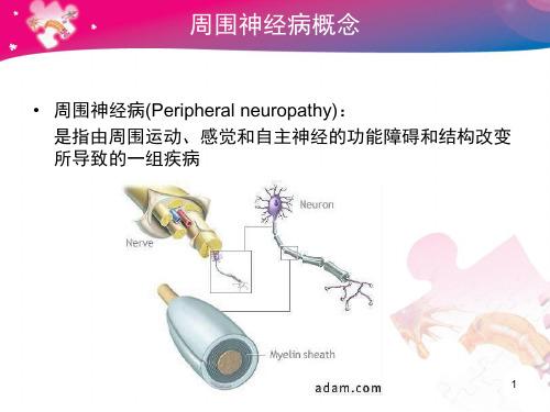 周围神经病概述