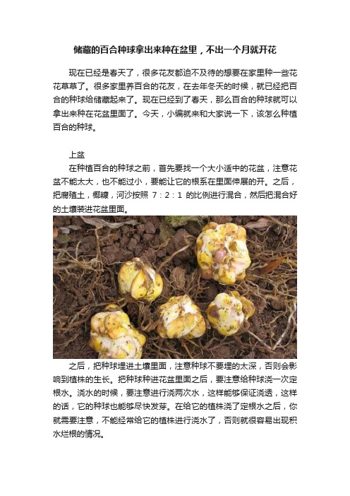 储藏的百合种球拿出来种在盆里，不出一个月就开花