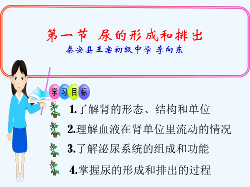 生物人教版七年级下册第五章 尿的形成和排出