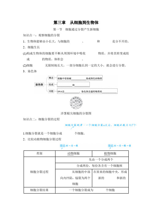 1.3. 从细胞到生物体   同步训练(预习) 2024-2025学年度新人教版生物七年级上册