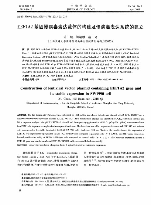 EEF1A2基因慢病毒表达载体的构建及慢病毒表达系统的建立