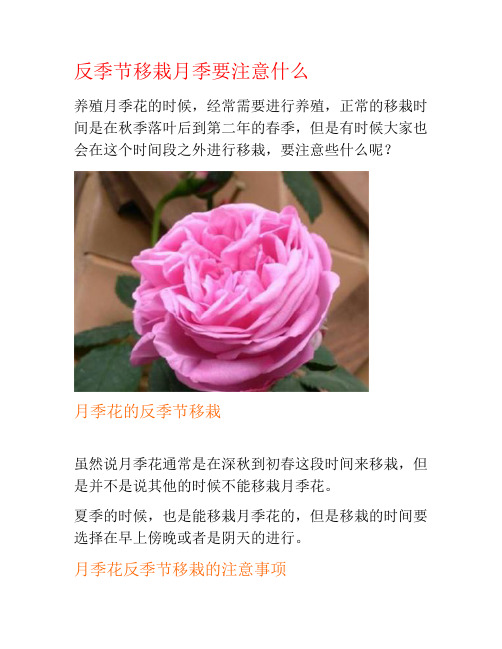 反季节移栽月季要注意什么