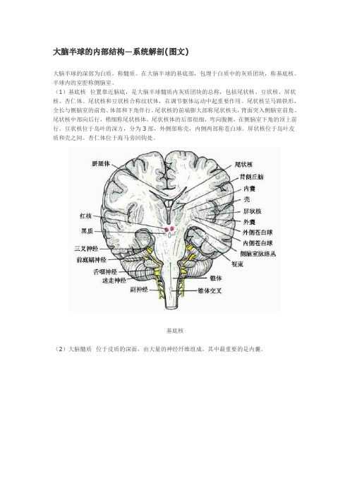 大体解剖-大脑半球的内部结构