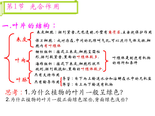 第5章绿色开花植物的生活方式(复习)