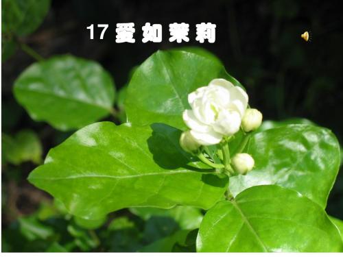 《爱如茉莉》PPT课件