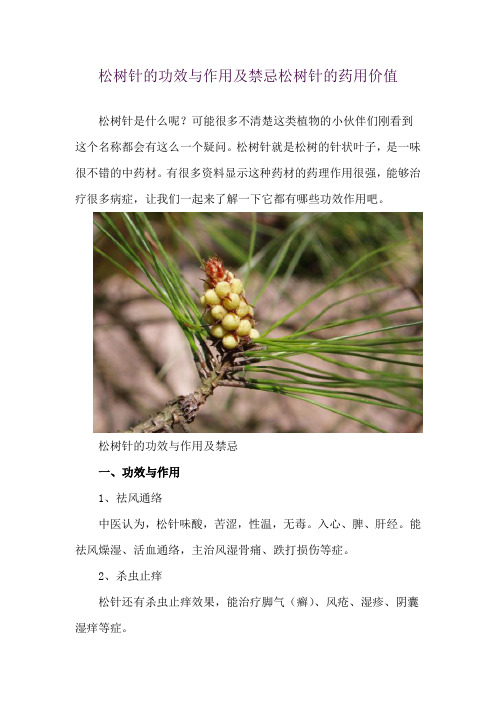 松树针的功效与作用及禁忌 松树针的药用价值