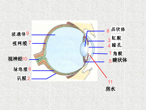 人体对外界环境的感知—听觉