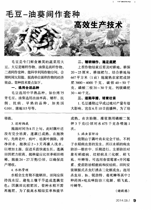 毛豆-油葵间作套种高效生产技术