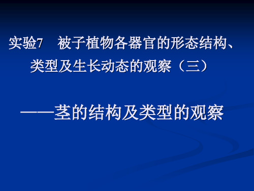 实验6  被子植物各器官的形态结构