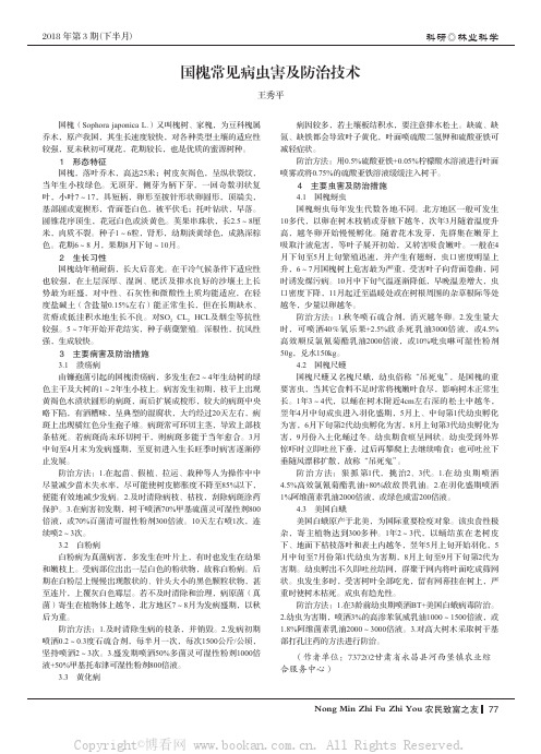 国槐常见病虫害及防治技术