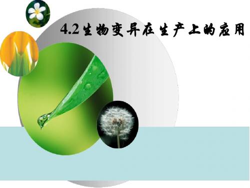 生物：第四章《第二节 生物变异在生产中的应用》课件8(浙科版必修2)