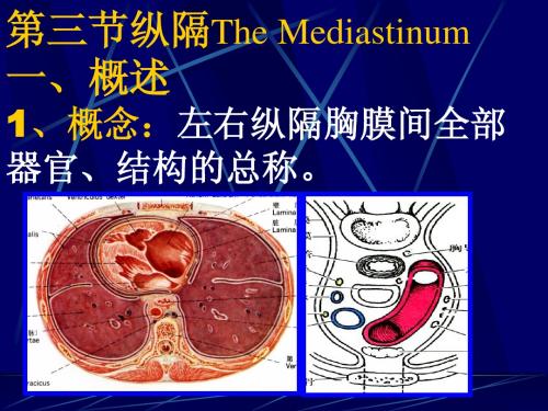 局部解剖学胸部解剖操作