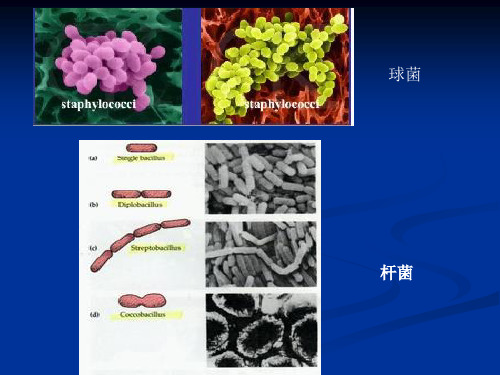 细菌的简单染色和革兰氏染色