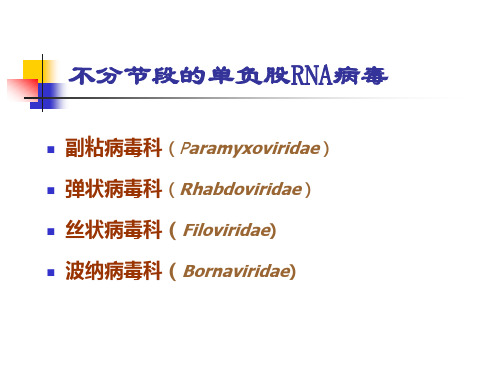 病毒学课件：单负股RNA病毒