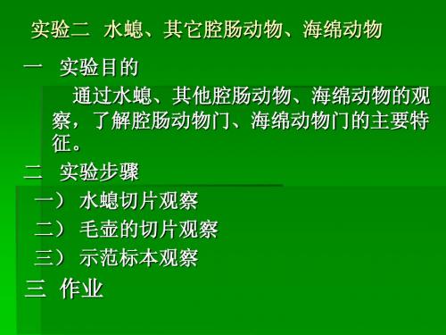 2 无脊椎动物学实验2  Microsoft PowerPoint 演示文稿