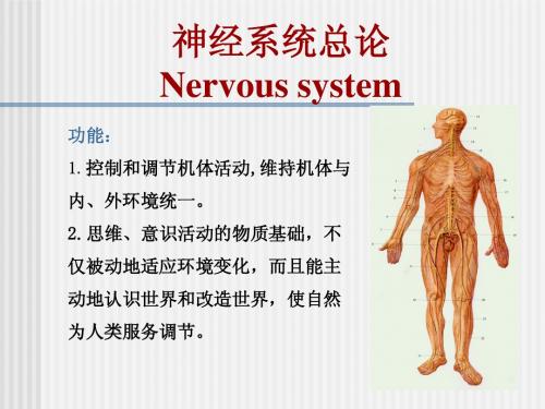 10 神经总论、脊神经