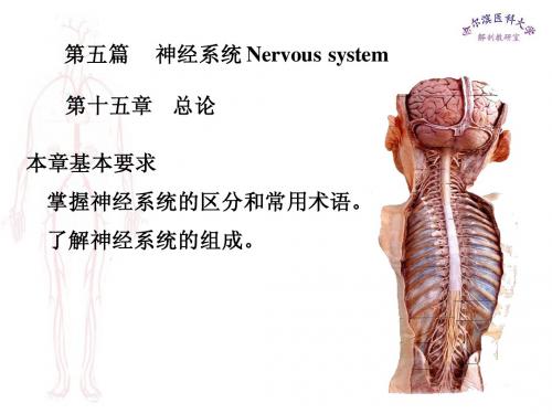 神经系统总论、脊髓