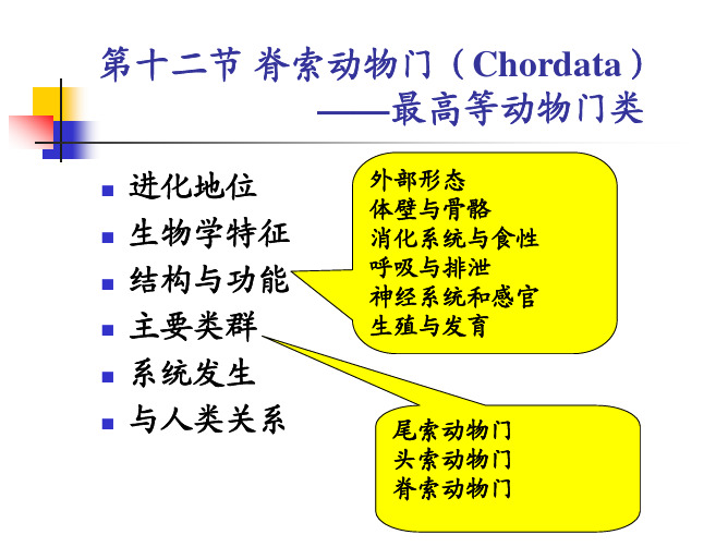 动物生物学：14脊索动物门-最高等动物门类