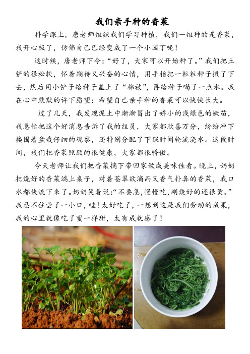 我们亲手种的香菜