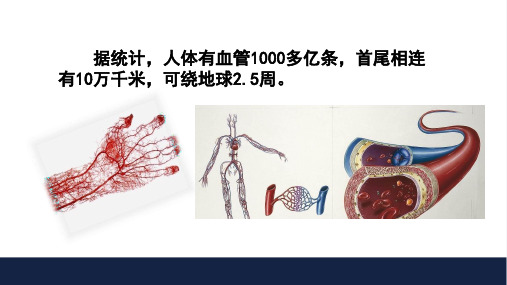 10.2  人体内的血液循环  课件-2023-2024学年苏教版生物七年级下册