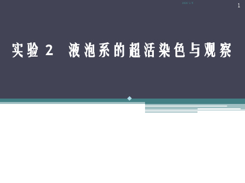 液泡系的超活染色与观察PPT课件