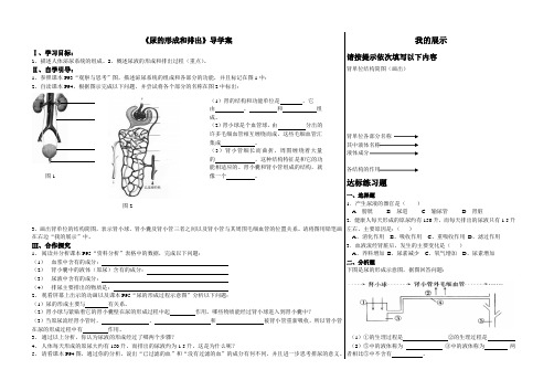 尿的形成和排出