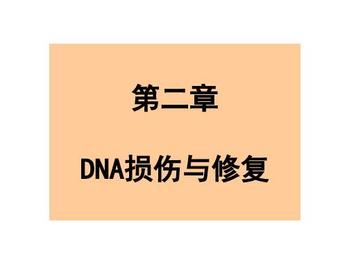 DNA的损伤与修复