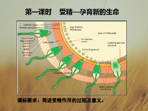 高中生物必修二2.2 第1课时 受精教学课件