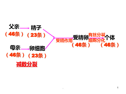 减裂、受精作用PPT课件