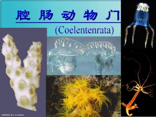 大学动物学--腔肠动物门