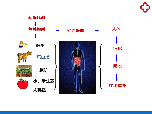 消化系统概述(人体解剖生理学)