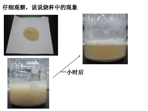 细胞呼吸第一课时