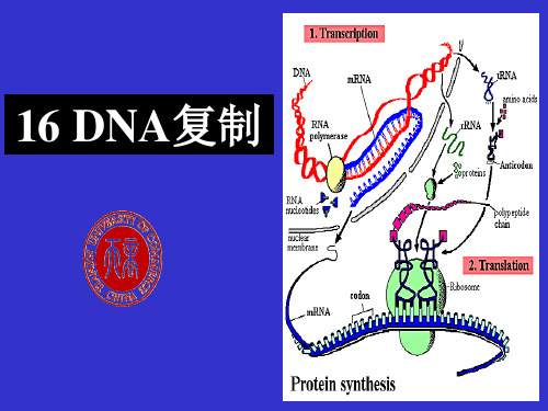 DNA复制是半保留式的PPT课件