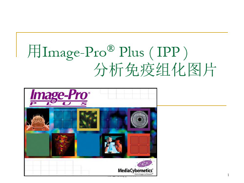 IPP 分析免疫组化图片