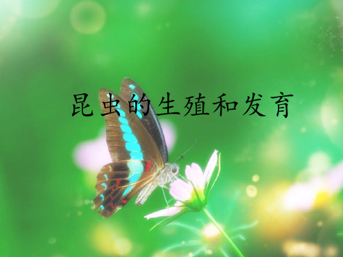 人教版八年级生物下册第一章《第二节 昆虫的生殖和发育》课件(24张ppt)