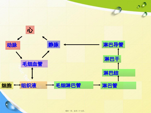 系统解剖学课件淋巴