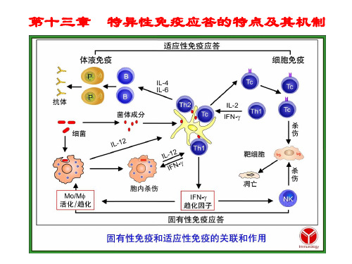 免疫学第十三章-特异性免疫应答的特点及其机制