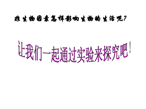 探究光对鼠妇生活的影响实验课件人教版生物七年级上册