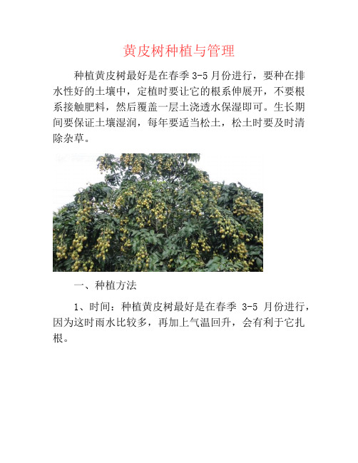 黄皮树种植与管理-养花技巧